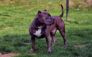 American Bulldog Pitbull Mix