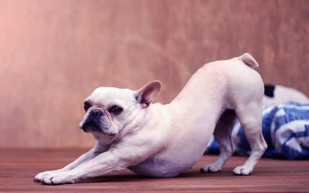 Why do french bulldogs stretch so much