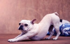 Why do french bulldogs stretch so much