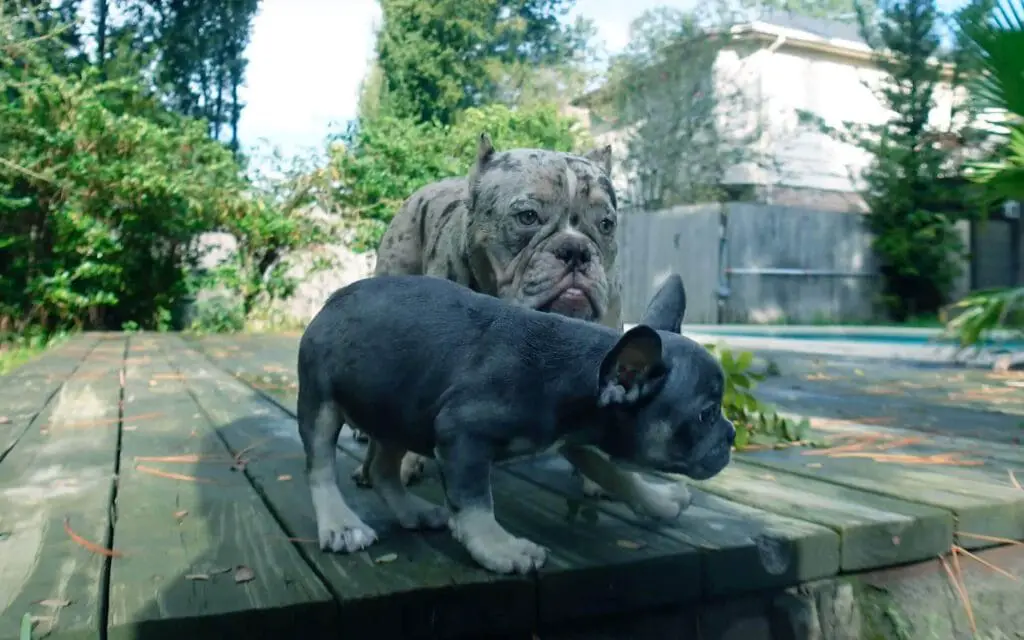 Pocket Bully is Mixed With French Bulldog