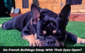 Do French Bulldogs Sleep With Their Eyes Open