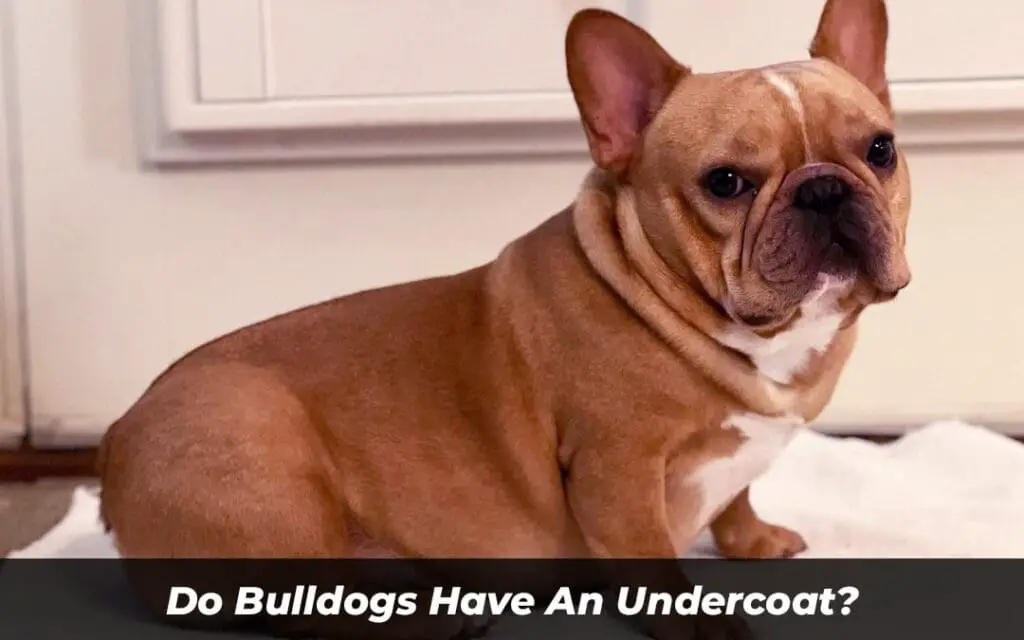 Do Bulldogs Have An Undercoat