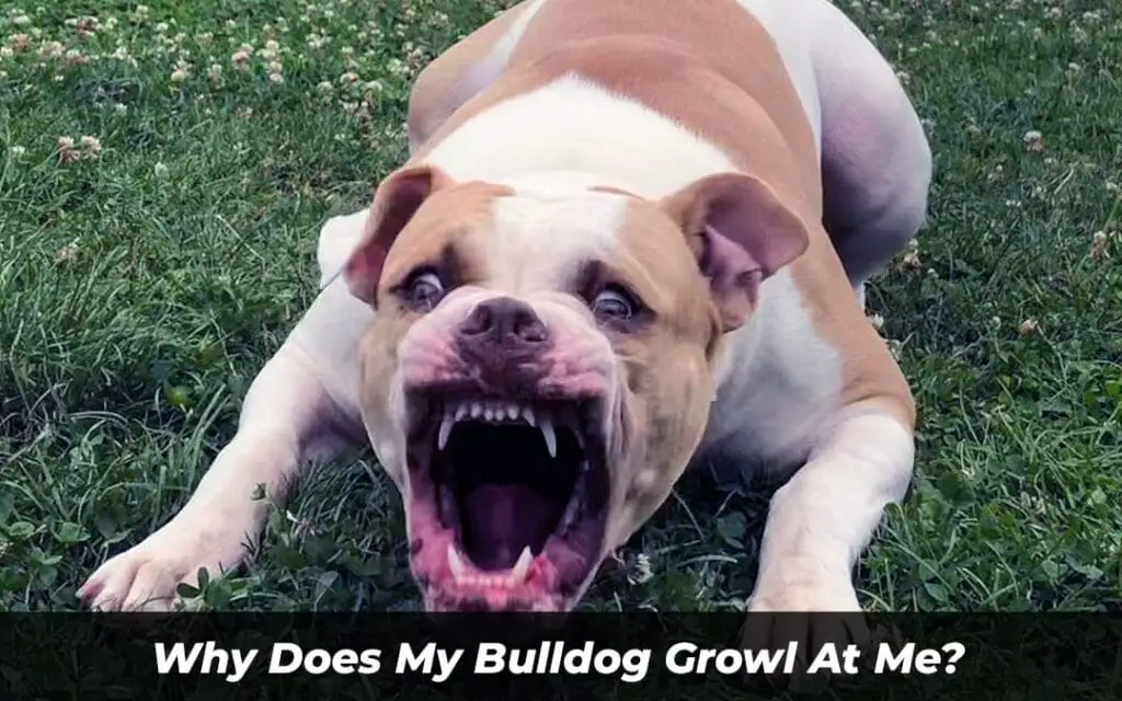 Why Does My Bulldog Growl At Me