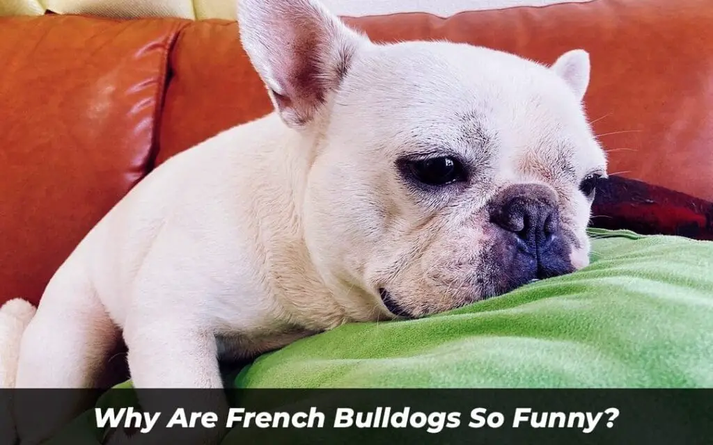 Why Are French Bulldogs So Funny