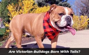 Are Victorian Bulldogs Born With Tails