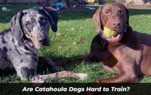 Are Catahoula Dogs Hard to Train