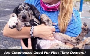 Are Catahoulas Good For First Time Owners