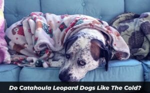 Do Catahoula Leopard Dogs Like The Cold