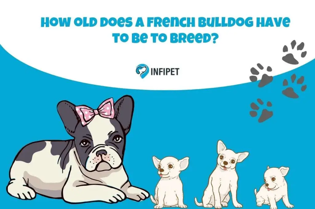 How old does a french bulldog have to be to breed