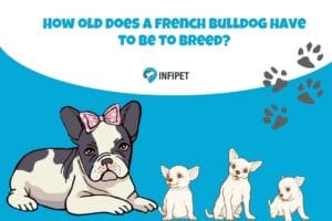 How old does a french bulldog have to be to breed