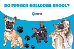 Do French Bulldogs drool