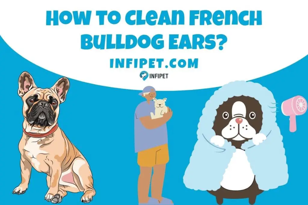 how to clean french bulldog ears