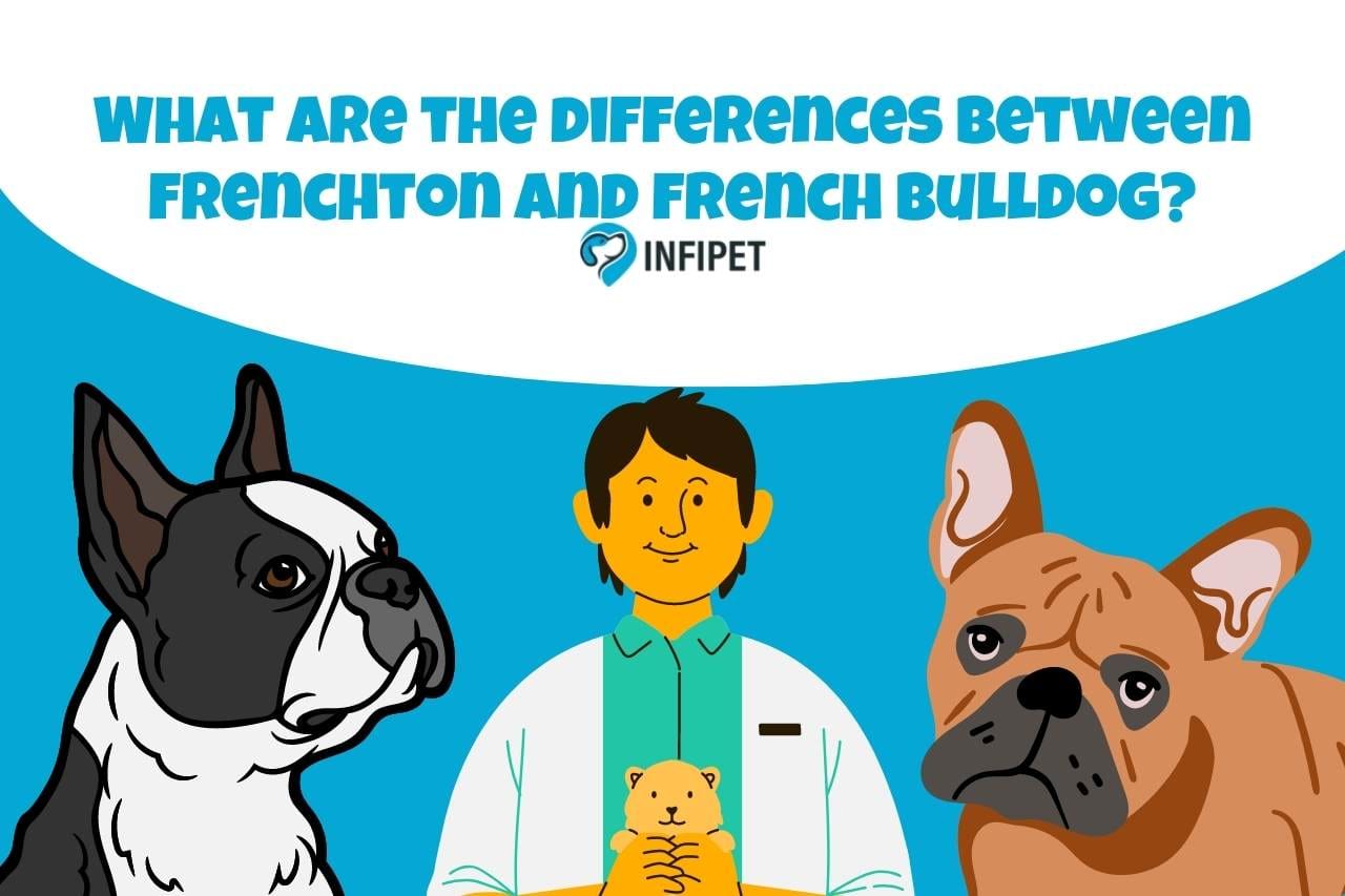 What is the Difference Between a Frenchton and a French Bulldog