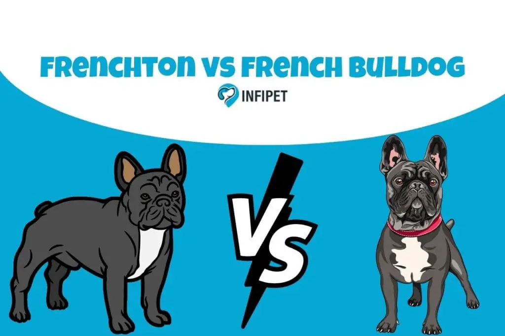 frenchton vs french bulldog