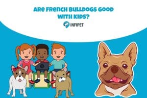 are frenchHow to measure an adult French bulldog for a crate? bulldogs good with kids