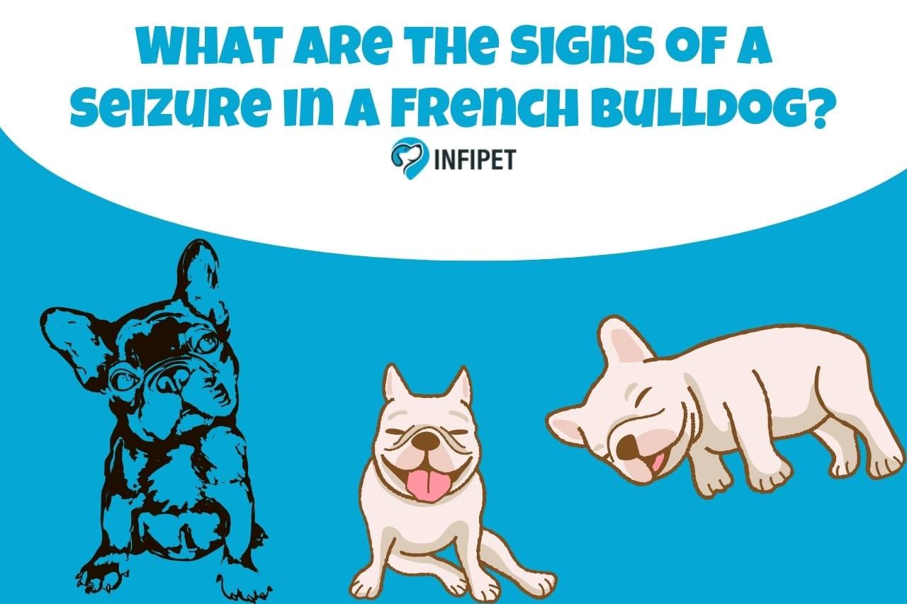 What are the Signs of a Seizure in a French Bulldog