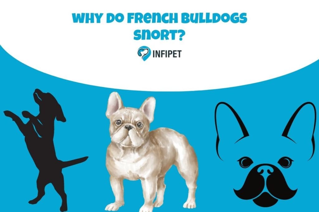 why do french bulldogs snort