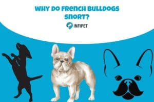 why do french bulldogs snort