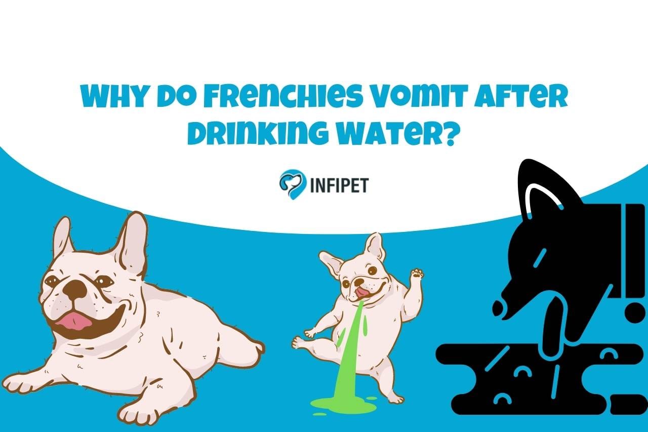 Why do Frenchies Vomit After Drinking Water