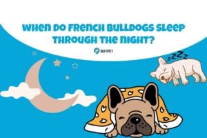 when do french bulldogs sleep through the night