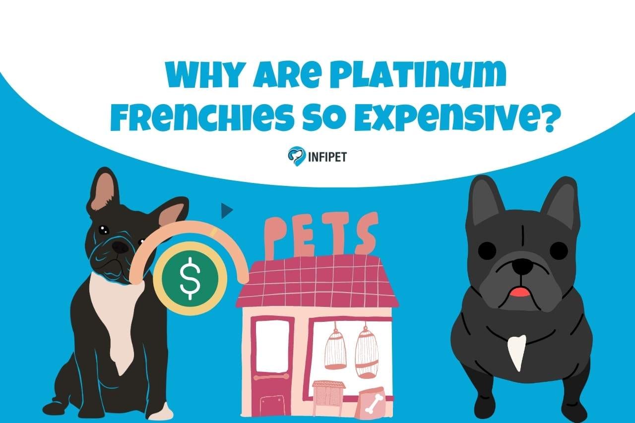 Why are Platinum Frenchies So Expensive