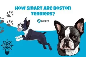 How smart are Boston Terriers