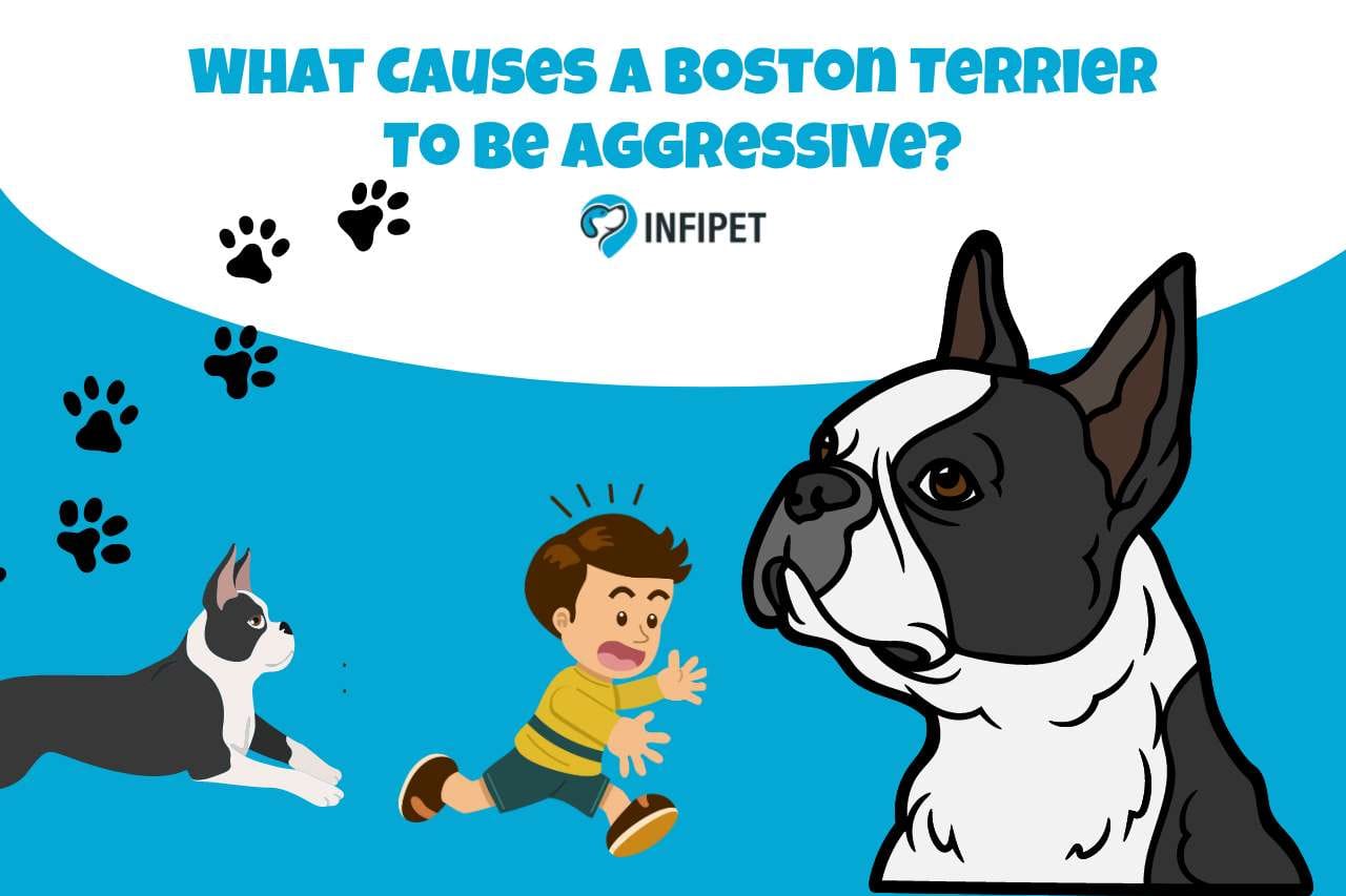 What Causes A Boston Terrier To Be Aggressive