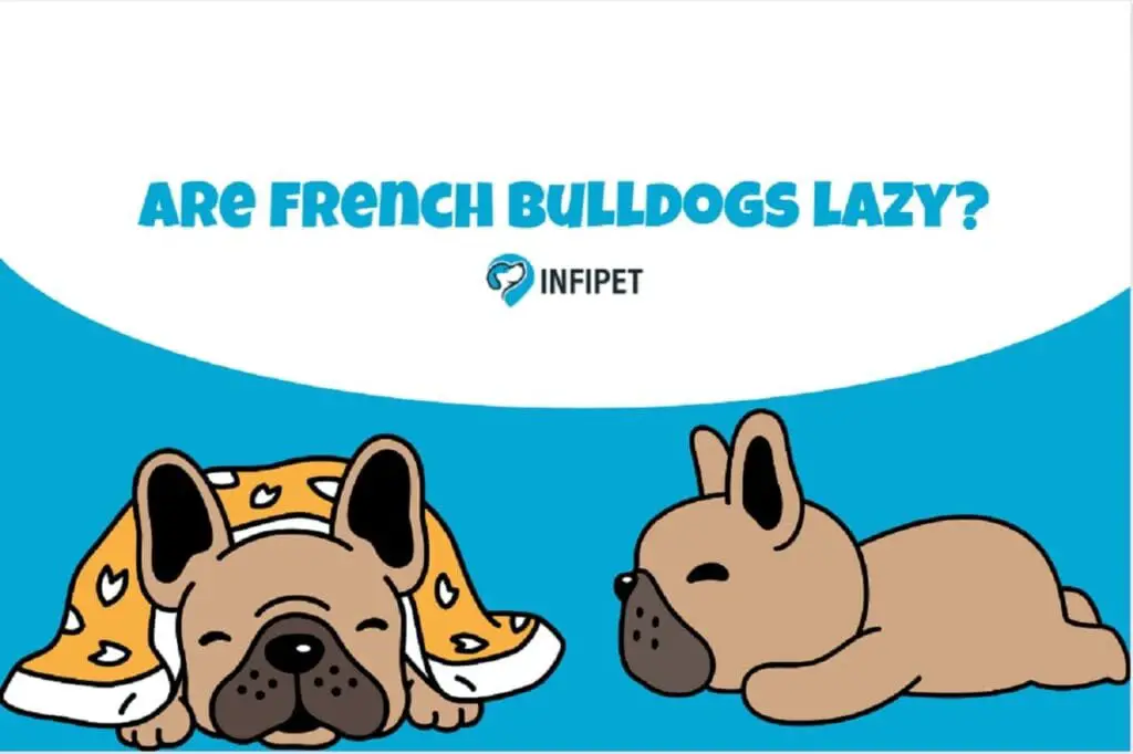 are french bulldogs lazy