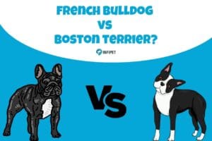 french bulldog vs boston terrier