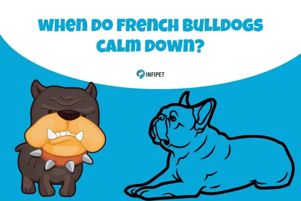 when do french bulldogs calm down