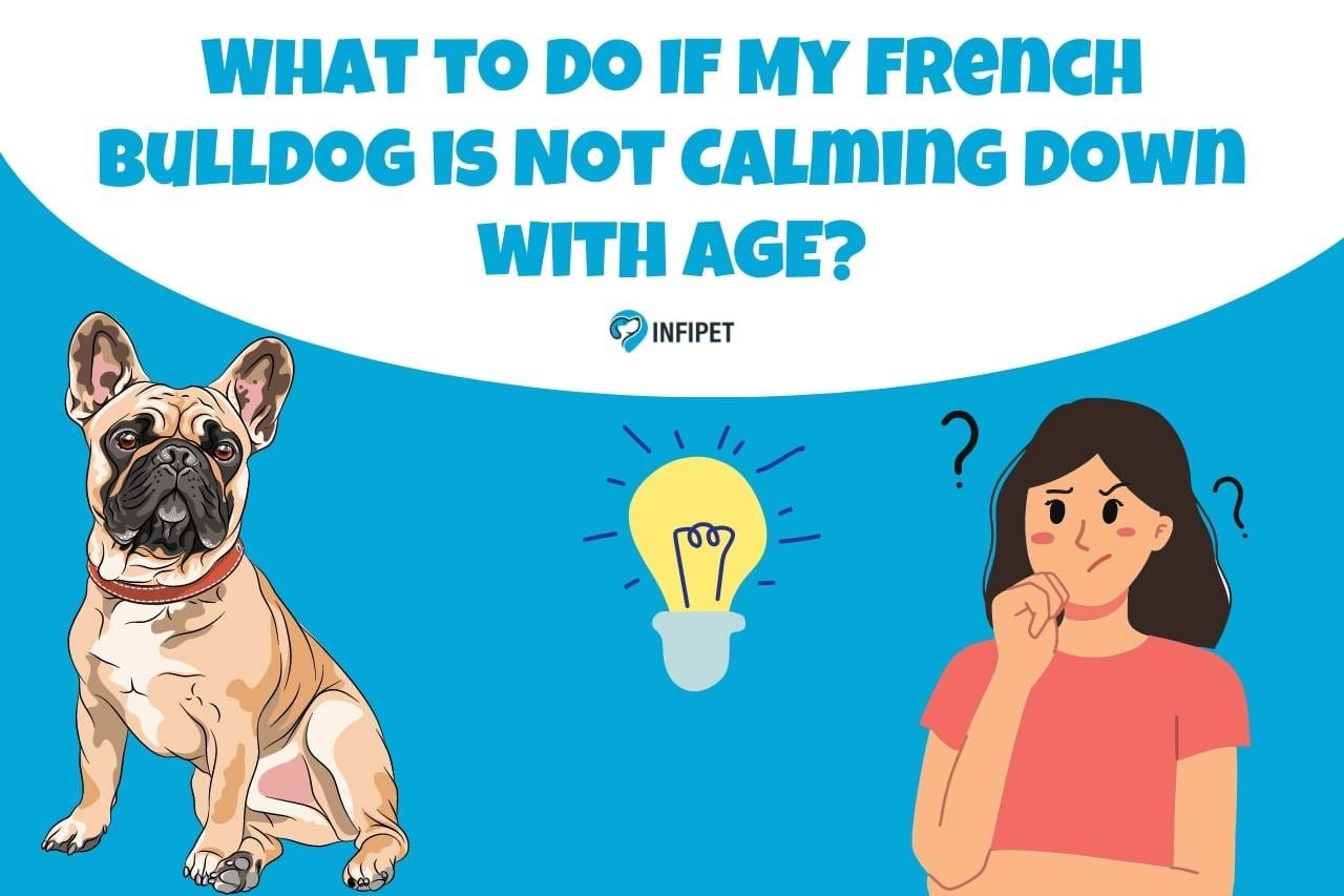 What to Do If My French Bulldog is Not Calming Down with Age