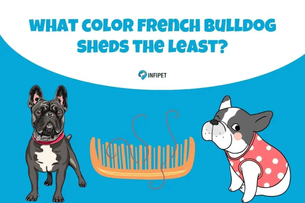 what color french bulldog sheds the least