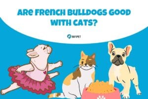 are french bulldogs good with cats