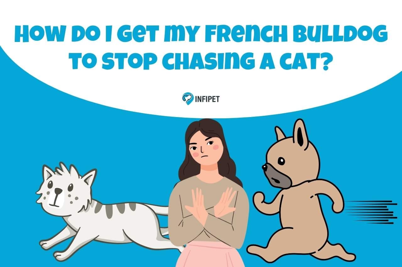 How Do I Get My French Bulldog to Stop Chasing a Cat