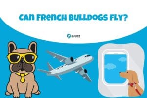 Can French bulldogs fly