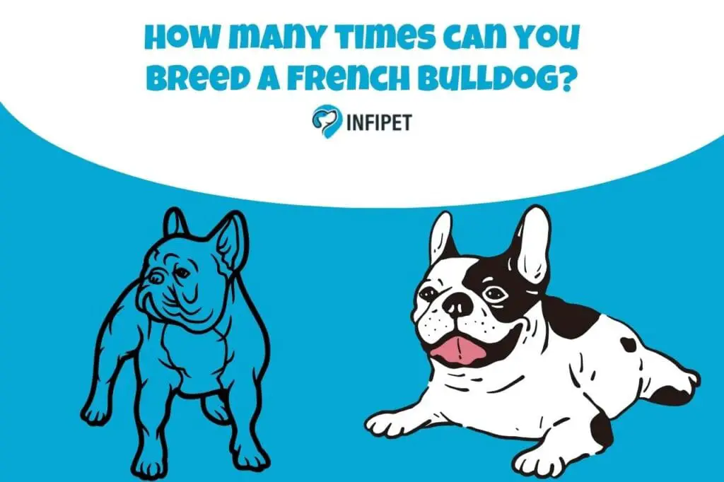 how many times can you breed a french bulldog