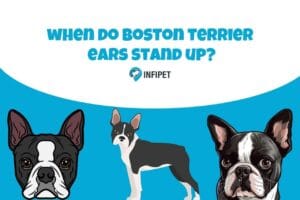 when do boston terrier ears stand up