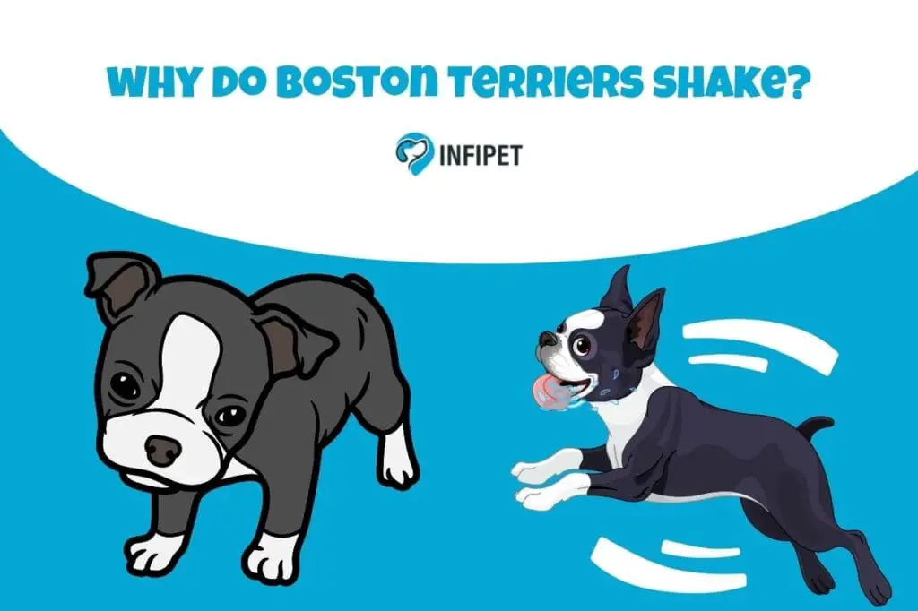 why do boston terriers shake