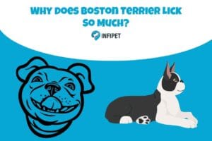 boston terrier lick so much