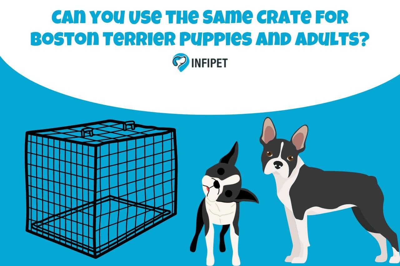 Can you Use the Same Crate for Boston Terrier Puppies and Adults