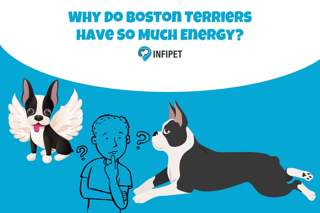 Why Do Boston Terriers have So Much Energy