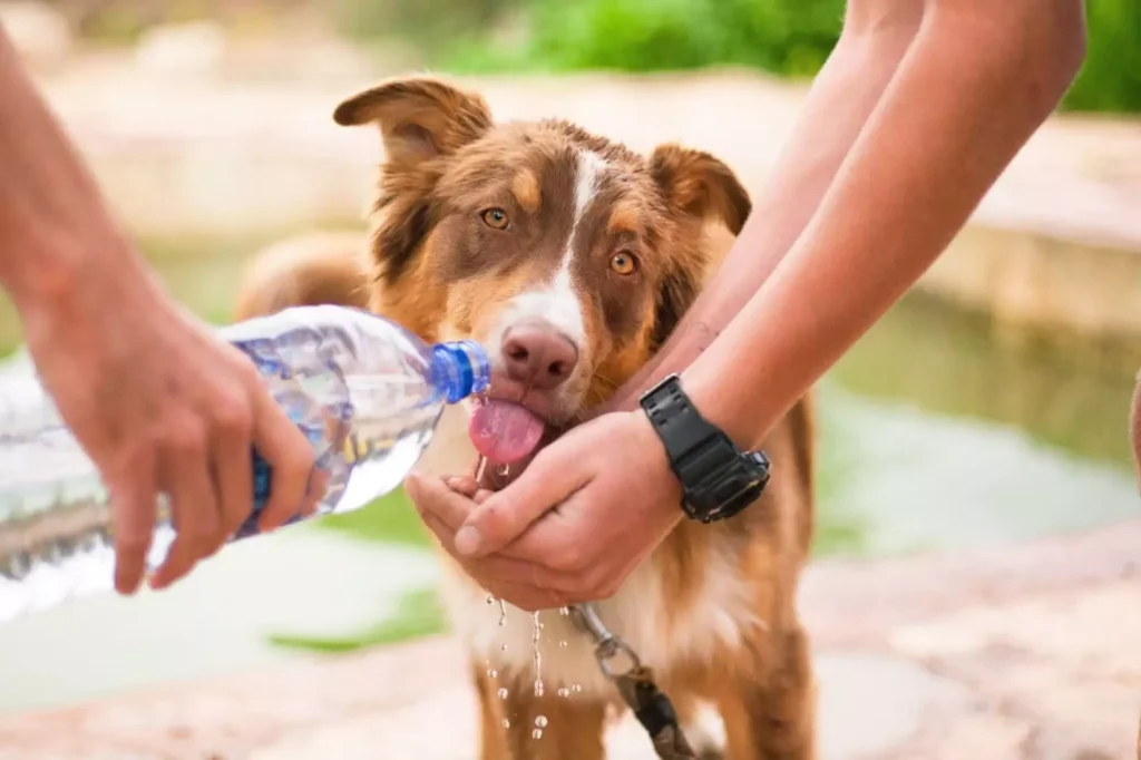 Understanding the Role of Dog Shelters in Community Welfare