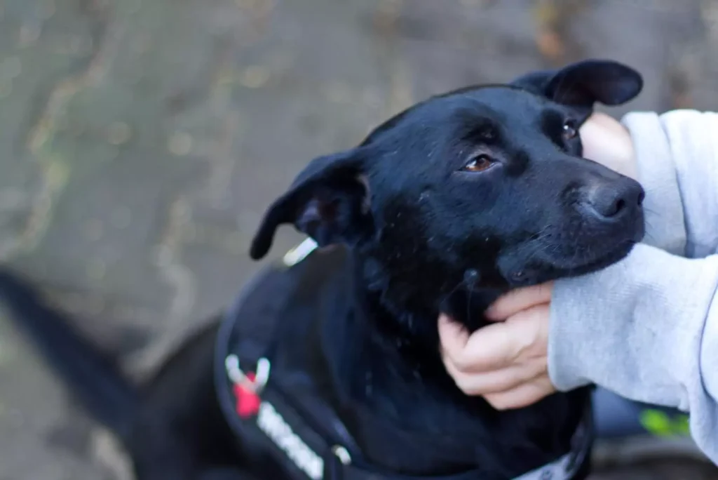 Understanding the Role of Dog Shelters in Community Welfare