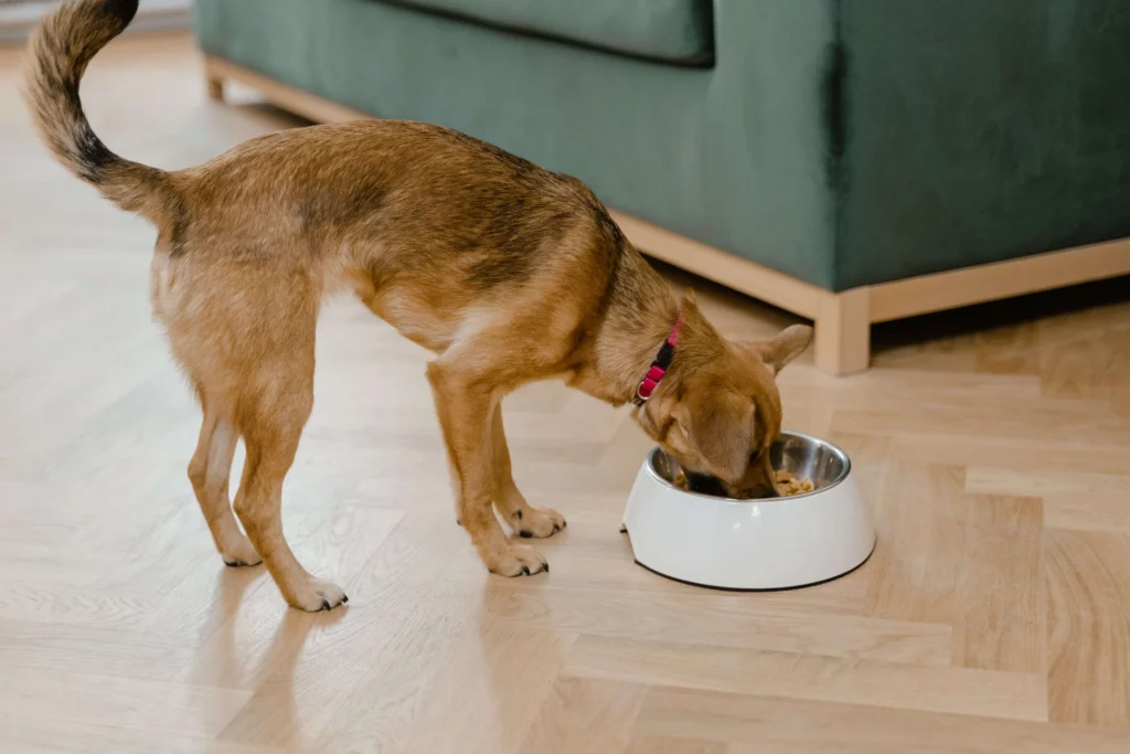 Best Canidae  Optimal Nutrition Foods For Your Dog in 2023