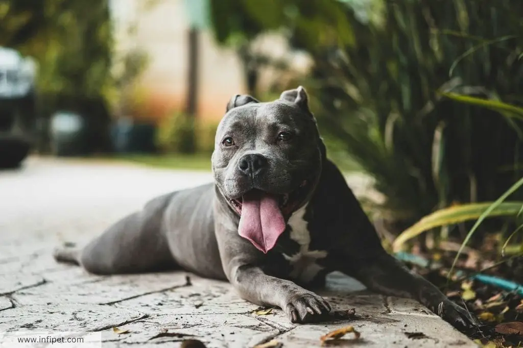 The Legal Status of Pitbulls in the UK