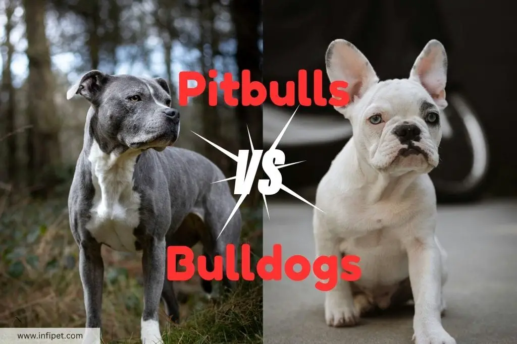 Pitbull vs Bulldog