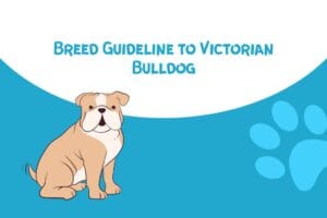 Breed Guideline to Victorian Bulldog