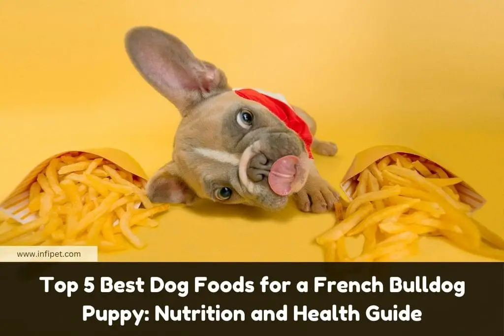 Top 5 Best Dog Foods for a French Bulldog Puppy: Nutrition and Health Guide