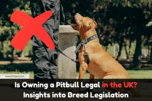 Is Owning a Pitbull Legal in the UK? Insights into Breed Legislation