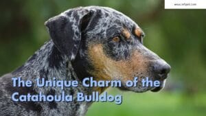 The Unique Charm of the Catahoula Bulldog